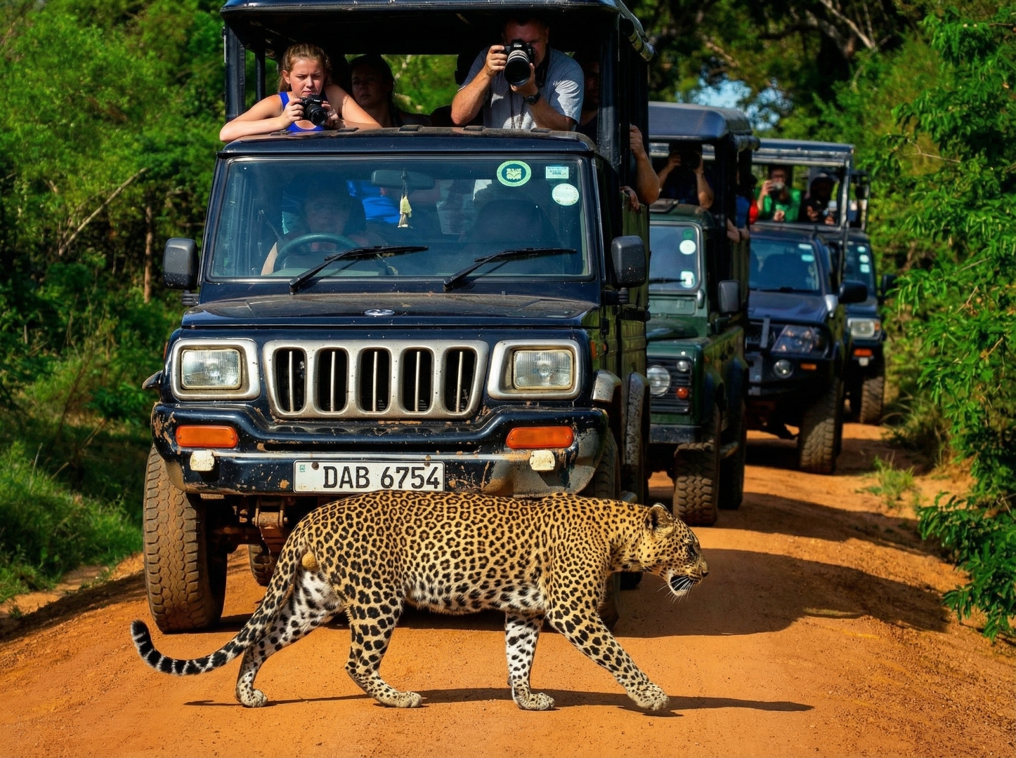 Wildlife Safari